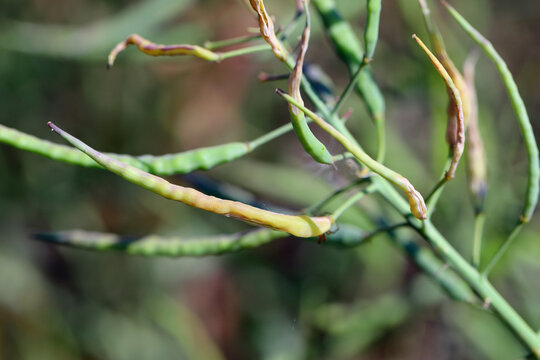 Oilseed rape pod damaged, deformed by larvae developing inside Bladder pod midge Dasineura brassicae (formerly Dasyneura) gall gnat.