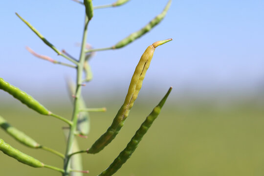 Oilseed rape pod damaged, deformed by larvae developing inside Bladder pod midge Dasineura brassicae (formerly Dasyneura) gall gnat.