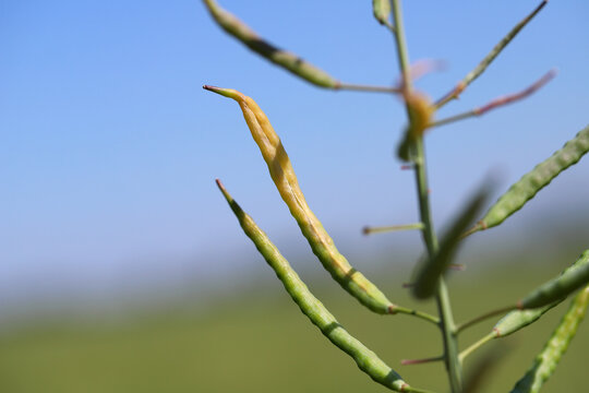Oilseed rape pod damaged, deformed by larvae developing inside Bladder pod midge Dasineura brassicae (formerly Dasyneura) gall gnat.