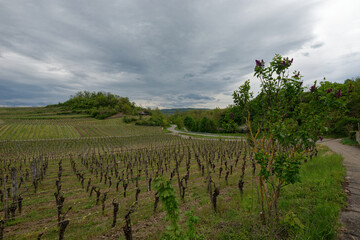 Naklejka premium Baden-Württemberg - Wandern im Kaiserstuhl - Weinreben