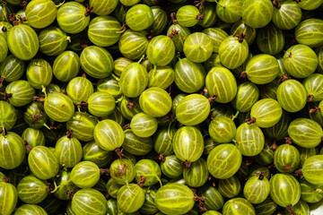 Bright green gooseberries are neatly scattered, highlighting their fresh texture and natural beauty