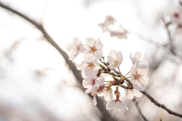 Obraz premium 桜