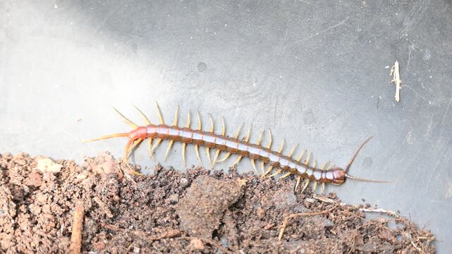 Scolopendra gigantea centipede. Its common name&nbsp;Peruvian giant yellow-leg centipede&nbsp;or&nbsp;Amazonian giant centipede. is a&nbsp;centipede&nbsp;in the genus&nbsp;Scolopendra. It is largest centipede species in the world.