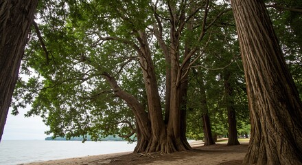 Obraz premium 巨木が立ち並ぶ穏やかな水辺の森に柔らかい光が差し込む美しい風景. AI Generated