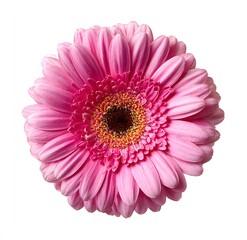 Pink Gerbera Daisy Blossom