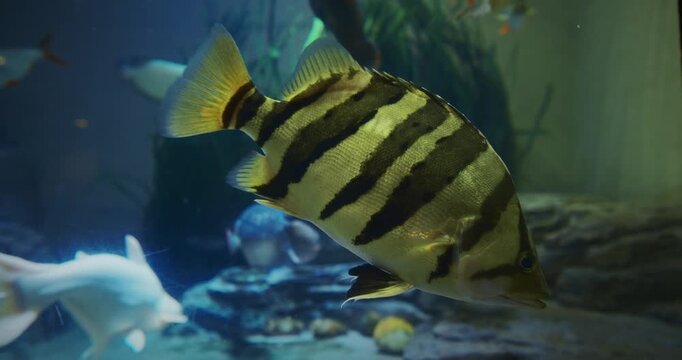 Siamese Tigerfish Close Up View In Zoo Aquarium. Datnioides Pulcher Also Known As Siamese Tiger Perch. Critically Endangered Fish. Specific Name Pulcher, Meaning Beautiful. Siamese Tigerfish Is