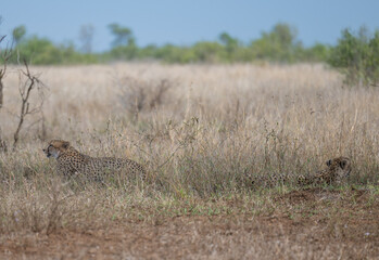 Gepard - Geparde im Busch vom Krüger National Park - Kruger Nationalpark Südafrika © Mathis