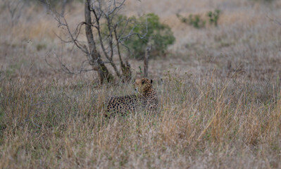 Gepard - Geparde im Busch vom Krüger National Park - Kruger Nationalpark Südafrika © Mathis