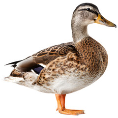 Female mallard duck standing, side view of a brown wild duck isolated on transparent background.