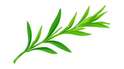 Fototapeta premium Green leaf branch isolated on transparent background features fresh vibrant foliage with elongated narrow leaves perfect for botanical nature or herbal design concepts evoking calm and freshness
