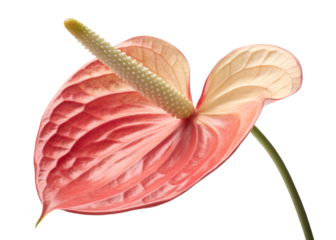 Professional Studio Macro of Pastel Red Anthurium Flower on Transparent Background
