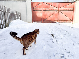 Cold bengal cat in winter outdoors walking, photo