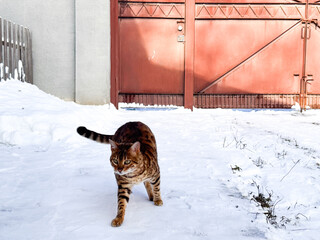 Cold bengal cat in winter outdoors walking, photo