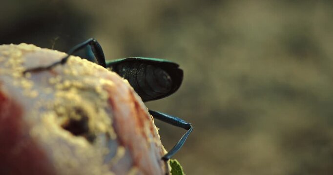Macro Photography of a Beetle on a Fruit Surface
