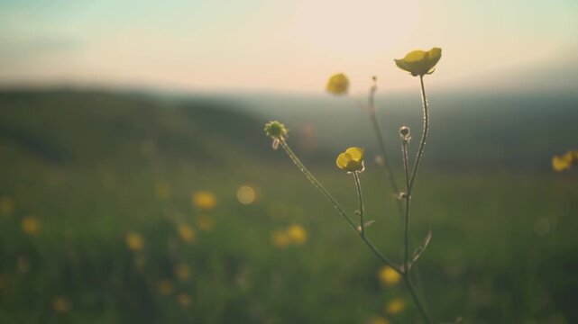 Flower Devils Dyke Sussex 