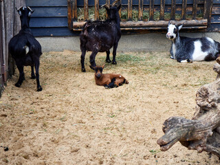 Group of goats and a young kid in a farmyard enclosure, domestic animals, livestock