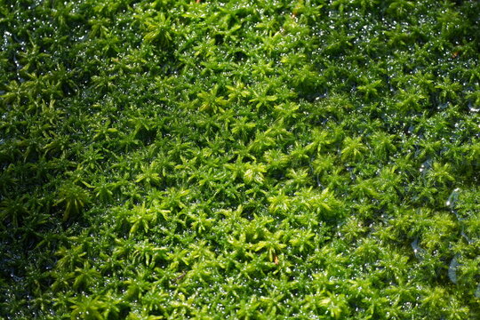 Torfmoos, Sphagnum, Moor, green, Moos, Moose, Torfmoose, Torf, close up, Wasserspeicher, Klima, Klimaschutz, Georgenfelder Hochmoor, Erzgebirge, Sachsen, Deutschland	
