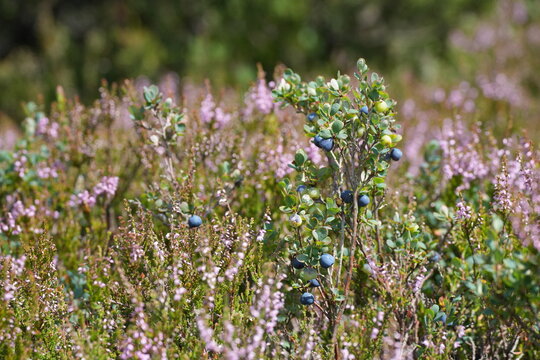 Rauschbeere (Vaccinium uliginosum), Gew&ouml;hnliche Rauschbeere, Trunkelbeere, Moorbeere, Heidekraut, Besenheide (Calluna vulgaris),  Heidekrautgew&auml;chse (Ericaceae), Heide, Erika, Frucht, lila, blau, pink