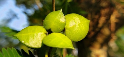 close up of a yellow flower