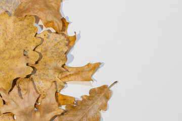Fototapeta premium Dry autumn oak leaves on white background