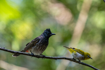 A dark red-vented bulbul and a small yellow Indian white-eye perch together on a wet branch, with another blurred bird in the background.