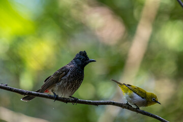A dark red-vented bulbul and a small yellow Indian white-eye perch together on a wet branch, with another blurred bird in the background.