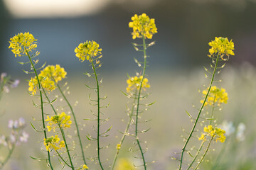 Fototapeta premium Fleur de Colza