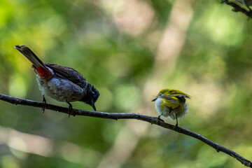 A dark red-vented bulbul and a small yellow Indian white-eye perch together on a wet branch, with another blurred bird in the background.