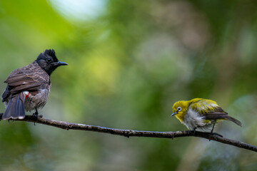 A dark red-vented bulbul and a small yellow Indian white-eye perch together on a wet branch, with another blurred bird in the background.