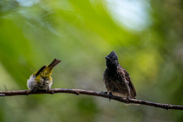 A dark red-vented bulbul and a small yellow Indian white-eye perch together on a wet branch, with another blurred bird in the background.