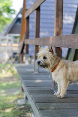 Cairn Terrier h&auml;lt Ausschau vom Balkon
