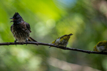 A dark red-vented bulbul and a small yellow Indian white-eye perch together on a wet branch, with another blurred bird in the background.