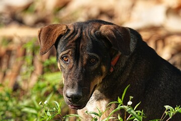 A breed of dog native to Thailand is looking at us.