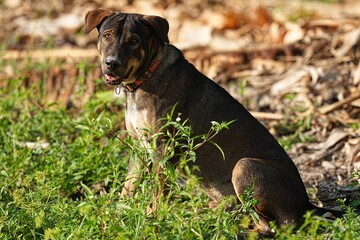 A breed of dog native to Thailand is looking at us.