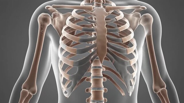 Anatomical illustration detailed view of human rib cage and upper body