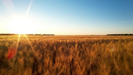Forest Sun Dappling Sunlight filtering through a dense summer forest canopy, creating dappled light and strong sun flares through the leaves. summer sun flare