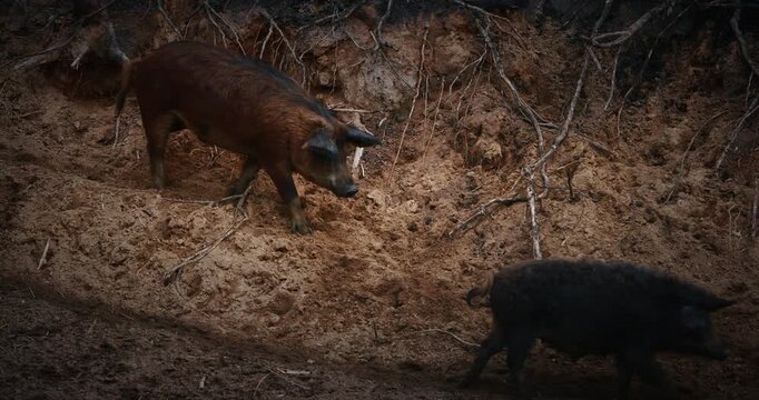 Mangalica pig leisurely roaming the wooded area, illustrating harmony between nature and livestock