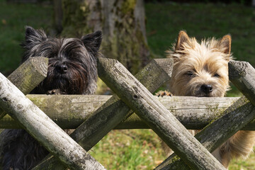 Zwei neugierige Cairn Terrier am Zaun