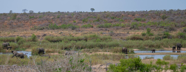 herd of elephants in the bush of Kruger National Park South Africa