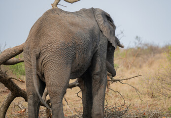 African animals Elephant in the bush of Kruger National Park South Africa