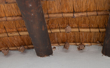 Gambian epauletted fruit bat in the bush of Kruger National Park, South Africa