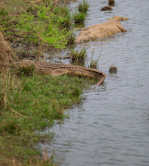 Nile crocodile in Kruger National Park South Africa