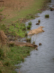 African animals, Nile crocodile in Kruger National Park South Africa
