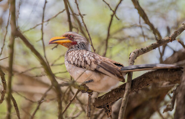 Yellow-billed stork - Gluttonous in the bush of Kruger National Park, South Africa