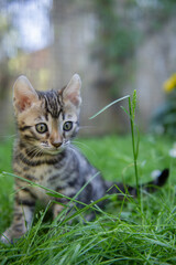 Sitzendes Bengal Kitten im Garten