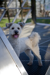 Portr&auml;t eines Pumi beim Spaziergang