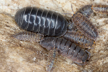 Common Pill Woodlouse, Armadillidium vulgare also known as Pillbug and Growwe Houtluis, Porcellio scaber, also called Common Rough Woodlouse. Found under a rock in the garden.