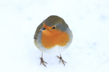 Robin in the snow on cold winter day
