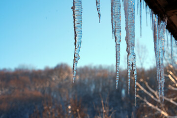 Long transparent icicles hanging against a clear blue sky and winter landscape