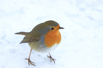 Robin in the snow on cold winter day
